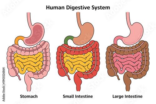 The human digestive system with stomach, small intestine, and large intestine
