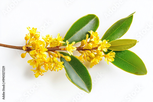 Osmanthus branch with yellow flowers and green leaves