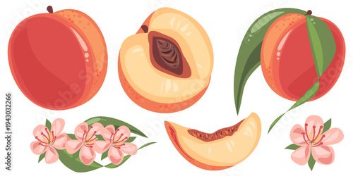 Peach fruit vector illustration set including whole peach, cut peach with pit, peach slice, peach with leaves and peach blossom flowers. Flat colorful summer fruit elements isolated on white