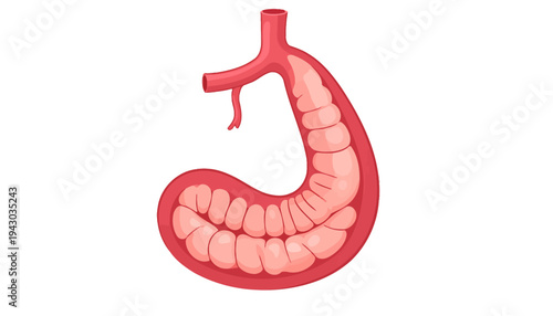 Human esophagus anatomy illustration