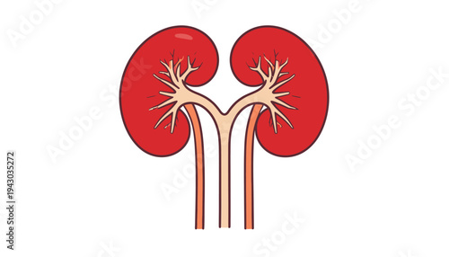 Human kidney anatomy vector illustration with blood vessels medical diagram