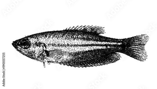 Black and white freshwater fish illustration isolated with clipping path.