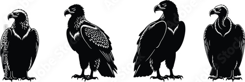 Eagle illustration, vulture drawing, bird of prey, raptor artwork, black and white sketch, fierce expression, feather detail, wildlife art