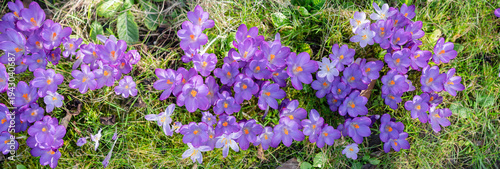 Panorama lila Krokusse auf Wiese