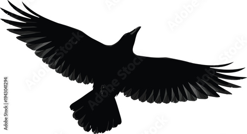 Bird silhouette, raven, crow, flying wings, black and white, feather detail, wildlife, flight motion, nature, animal, ornithology, design