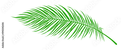 Green tropical palm leaf silhouette isolated on transparent background png, detailed botanical element ideal for summer designs, beach themes, tropical graphics and branding