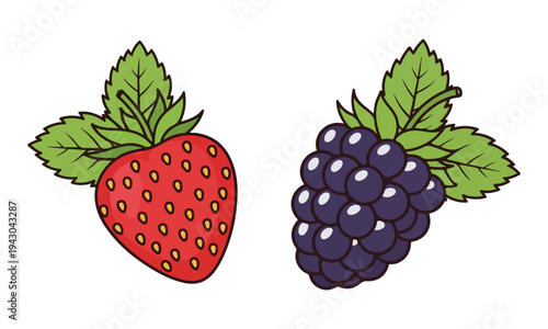 Red Strawberry and Dark Blackberry Illustration with Green Leaves
