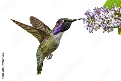 Costa's Hummingbird (Calypye costae) Photo, in Flight, Feeding on Butterfly Bush (Buddleja davidii) Blooms, on a Transparent Isolated PNG Background