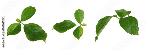 Closeup of green leaves of rose isolated on white or transparent background. Set of objects.