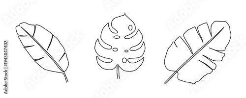 Continuous one line drawing vector monstera leaf and banana tree leaves. Modern single line art, aesthetic contour.