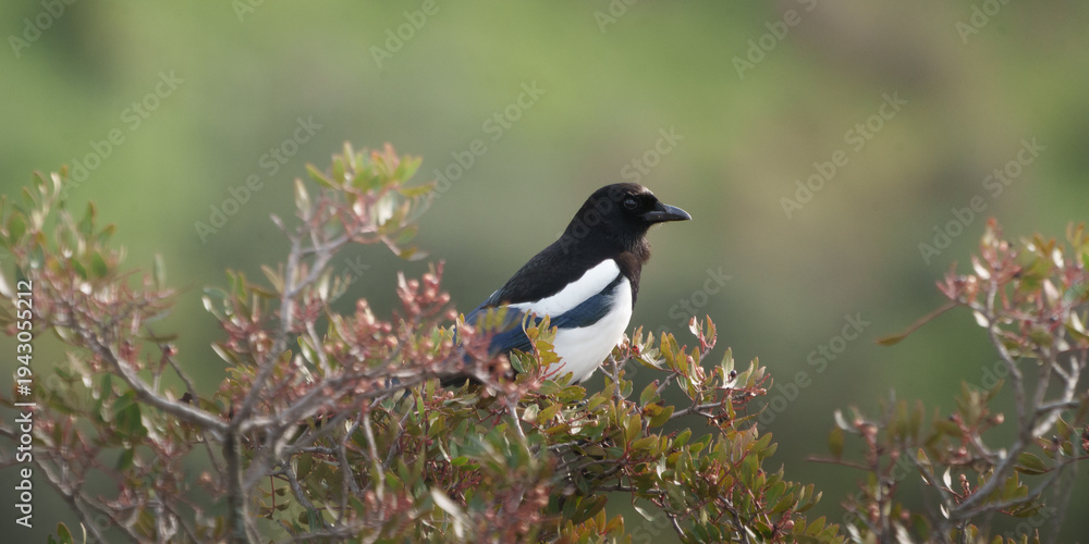 Obraz premium European magpie bird perched on bush branch