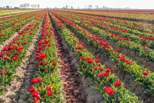Red colored flowering tulips in long converging rows in the field of a specialized Dutch flower bulb grower in the province of South Holland. The photo was taken on a sunny spring day.