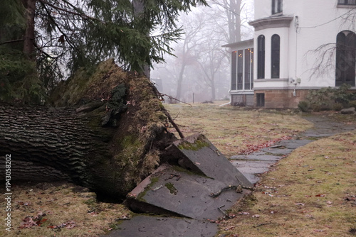 Photography Large uprooted tree root ball exposed after rain-saturated ground collapse