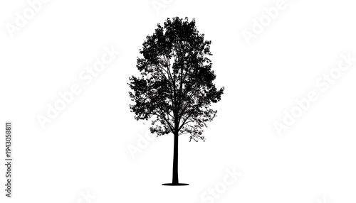 Silhouetted tree with dense foliage on white background. Black silhouette, tree, full leaves,  and visible branches