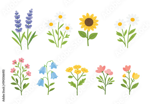 Wildflower flat vector collection lavender chamomile sunflower