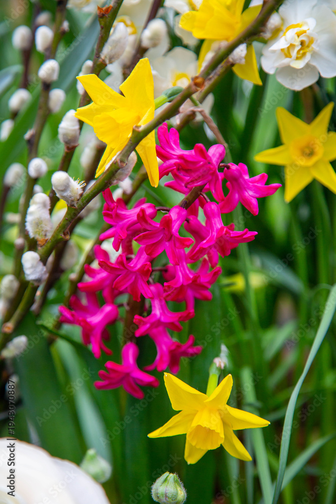 Fototapeta premium Hyacinth, yellow narcissus and willow on a background of green grass. Flora, botany, floristry, agriculture.