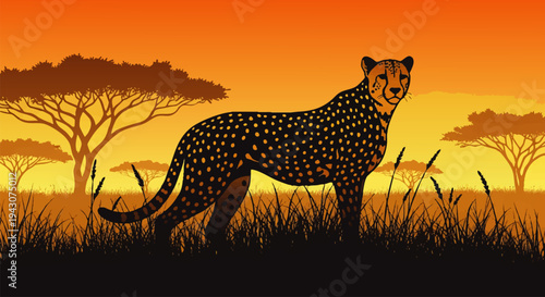 Cheetah on the African savanna at sunset, a majestic wild cat standing tall amidst dry grass and acacia trees