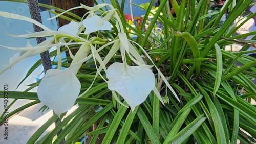 Brassavola nodosa, or Lady of the Night, has white or pale green flowers with a large, heart-shaped lip. Its fragrance is particularly strong at night.