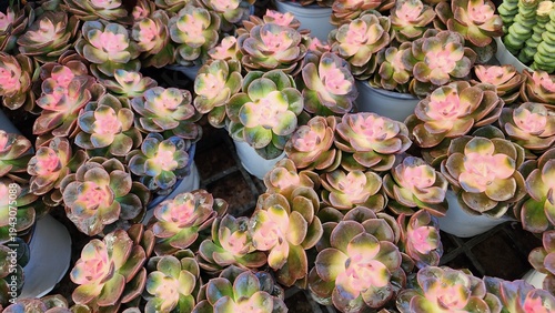 Echeveria 'Chroma' is a succulent plant with thick, glossy leaves arranged in a rosette shape. It is a popular ornamental plant.