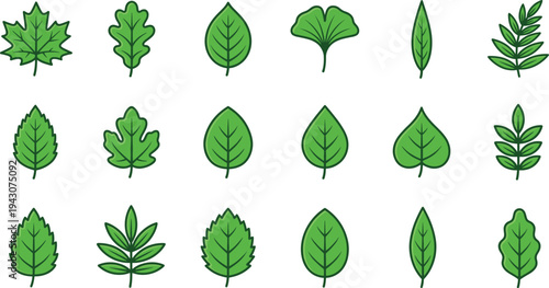 Green leaf icon collection with various botanical plant leaves including maple, oak and tropical foliage for nature, ecology and garden design vector