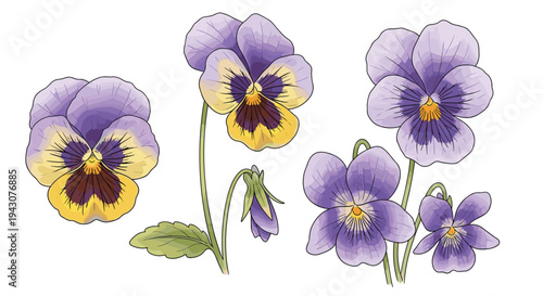 Beautiful illustration of purple and yellow pansy flowers with green stems and buds isolated on a clean white background.