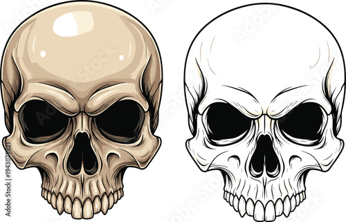 Human skull illustration set with realistic and outline versions anatomy skeleton head spooky Halloween design elementHuman skull illustration set with realistic and outline versions