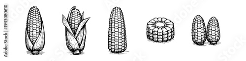 Vintage hand-drawn corn cob illustrations set. Black and white ink sketches featuring corn with husks, shucked ears, and a cob slice isolated on white. Ideal for organic food and farm branding.