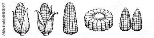 Hand-drawn set of corn on the cob illustrations. Detailed vintage ink sketch style showing corn with husks, peeled ear, and cross-section slices isolated on white background.