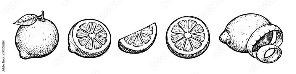 Naklejka premium Hand-drawn set of lemon sketches including whole fruit with leaf, half, slice, wedge, and lemon peel. Vintage engraving style citrus illustration isolated on white background.