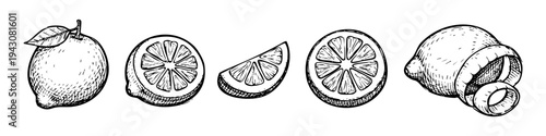 Hand-drawn set of lemon sketches including whole fruit with leaf, half, slice, wedge, and lemon peel. Vintage engraving style citrus illustration isolated on white background.