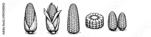 Vintage hand-drawn corn illustration set featuring whole ears with husks, peeled cobs, and a sliced section. Detailed black and white vector sketch isolated on white background.