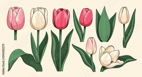 A vibrant collection of hand-drawn tulips in various colors and shapes, featuring a botanical illustration style, perfect for floral designs
