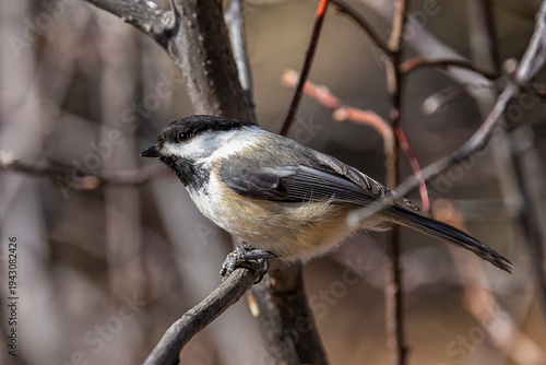 Black-capped Chickadee sits perched on a tree branch in local garden