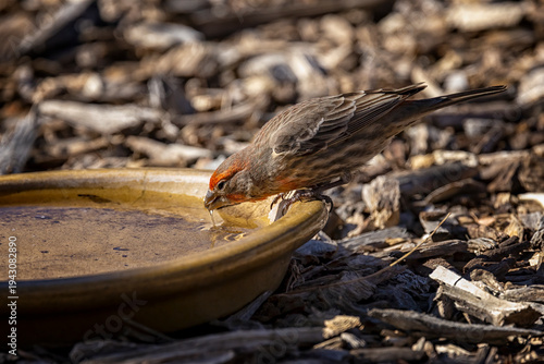 Male House Finch takes a drink at a watering station at a local bird watching garden