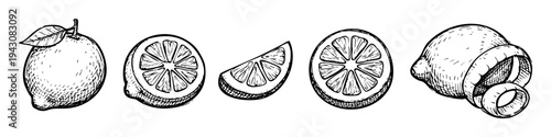 Vintage hand-drawn lemon set in engraving style. Includes whole citrus fruit, halves, slices, wedges, and peel. Detailed black and white vector sketch for culinary and organic design projects.