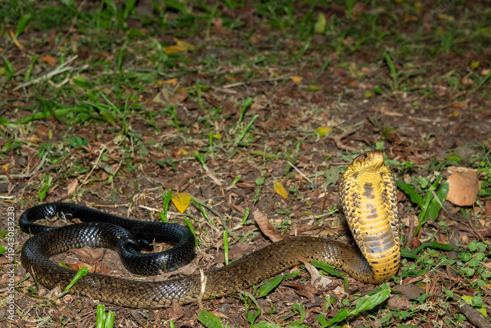 Fototapeta premium A deadly but shy brown forest cobra (Naja subfulva) displaying its signature hood in a defensive pose on a forest floor – A deadly venomous snake found in Central and East Africa