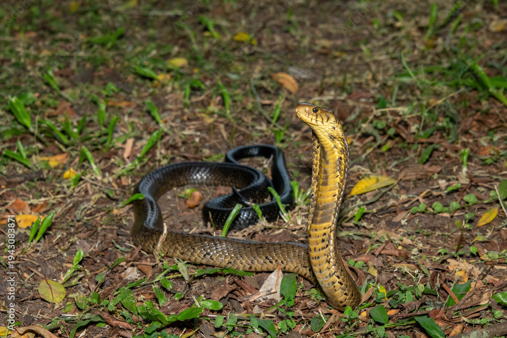 Obraz premium A deadly but shy brown forest cobra (Naja subfulva) displaying its signature hood in a defensive pose on a forest floor – A deadly venomous snake found in Central and East Africa