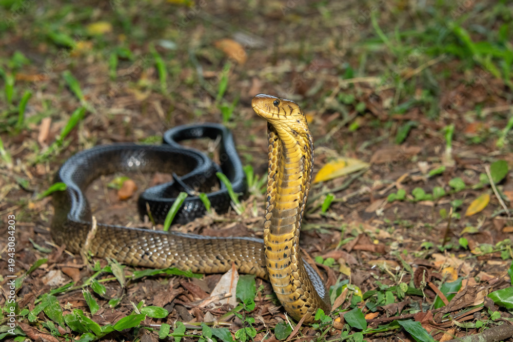 Fototapeta premium A deadly but shy brown forest cobra (Naja subfulva) displaying its signature hood in a defensive pose on a forest floor – A deadly venomous snake found in Central and East Africa