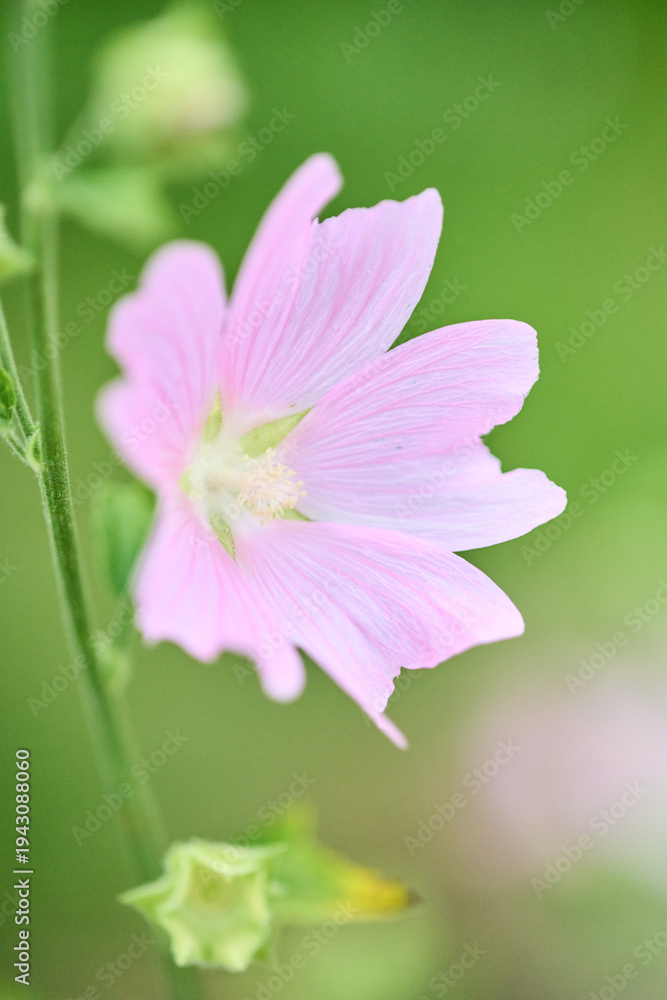 Fototapeta premium Delicate pink malva flower close-up with soft green background
