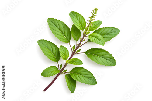 Holy basil plant branch isolated on white background, fresh tulsi leaves with stem for herbal medicine, Ayurvedic medicinal herb close up, organic botanical ingredient used in natural healing and well