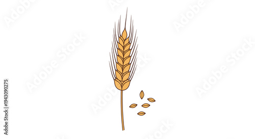 Detailed illustration of single ripe wheat ear with scattered grain seeds isolated on plain white background for design.