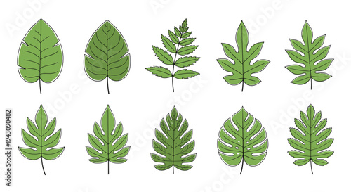 Collection of various green tropical and garden leaves with detailed veins and outlines isolated on white.