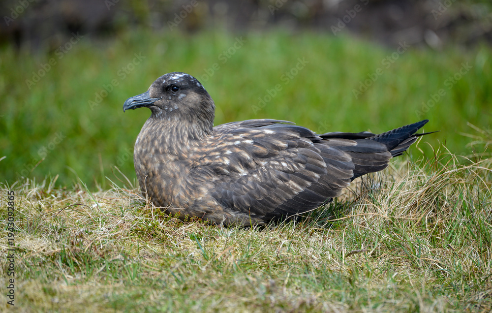 Obraz premium Grand Labbe