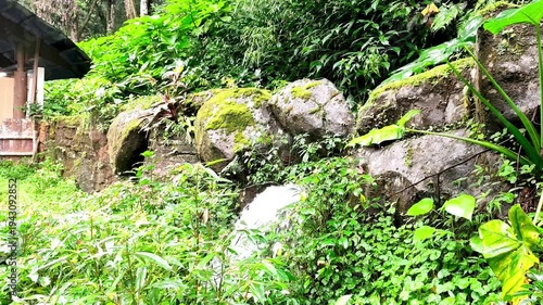 Clear water stream flowing through mossy rocks and dence tropical foliage in a garden. Natural water feature with a serene and refreshing atmosphere.