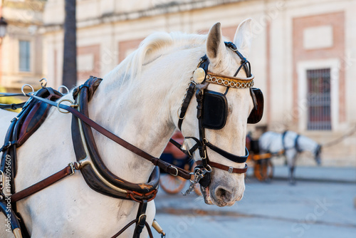 Foto Seville carriage horse with ornate harness and gold browband detail stands in profile in Seville, Spain