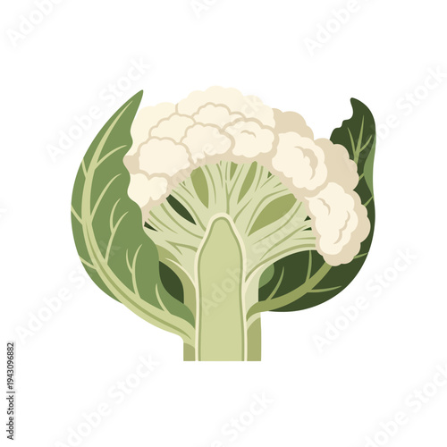 Stylized cross-section illustration of a fresh white cauliflower head with green leaves, revealing its internal structure.