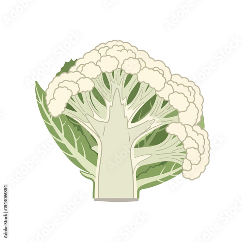 Detailed illustration of a cauliflower cross-section revealing its internal structure and florets.