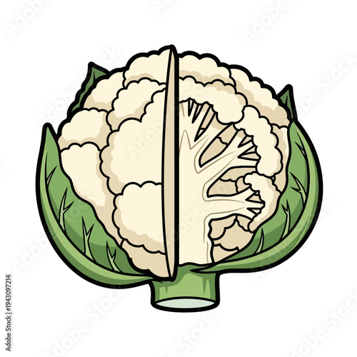 Detailed illustration of a whole cauliflower cut in half, revealing its internal structure and florets, with green leaves and a white background.
