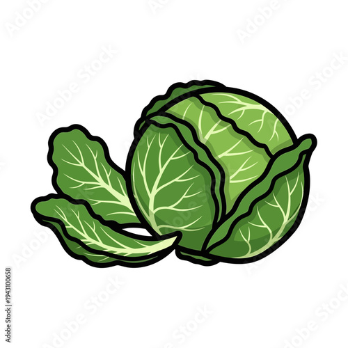 Vibrant green cabbage with fresh outer leaves, depicted in a clean, cartoon-style illustration, perfect for food-related designs.