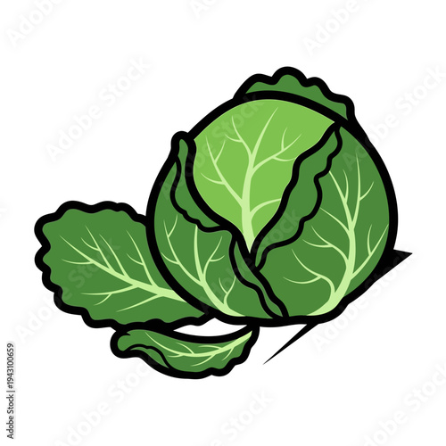 A vibrant green head of cabbage with distinct leaves and veins, depicted in a simple, clean graphic style on a white background.